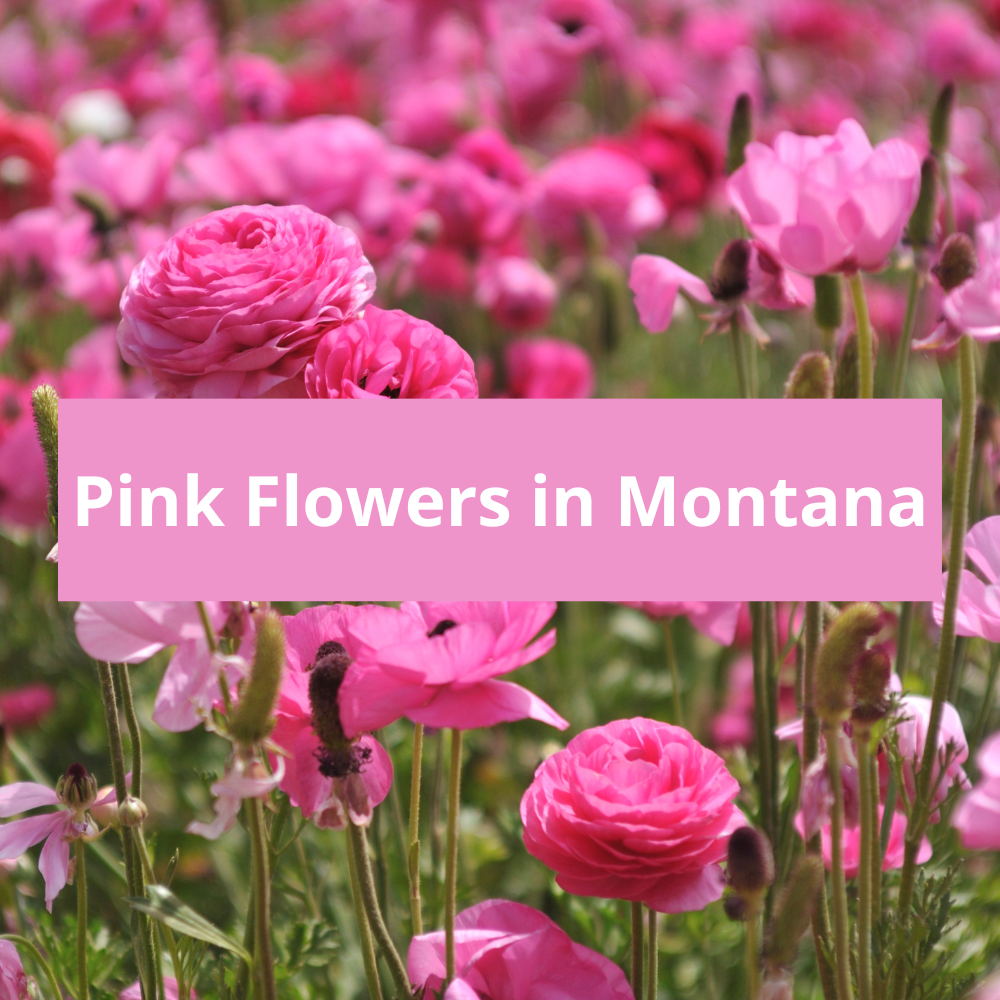 Pink-Flowers-in-Montana