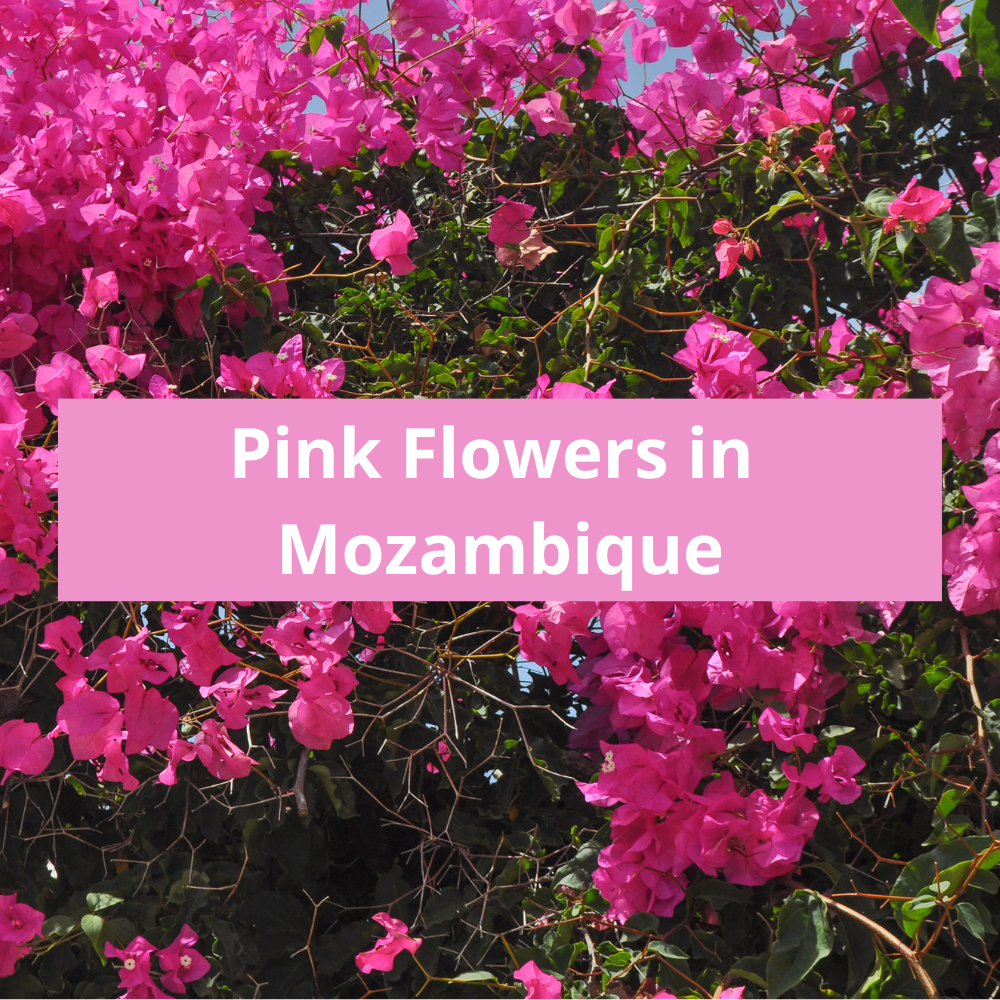Pink-Flowers-in-Mozambique