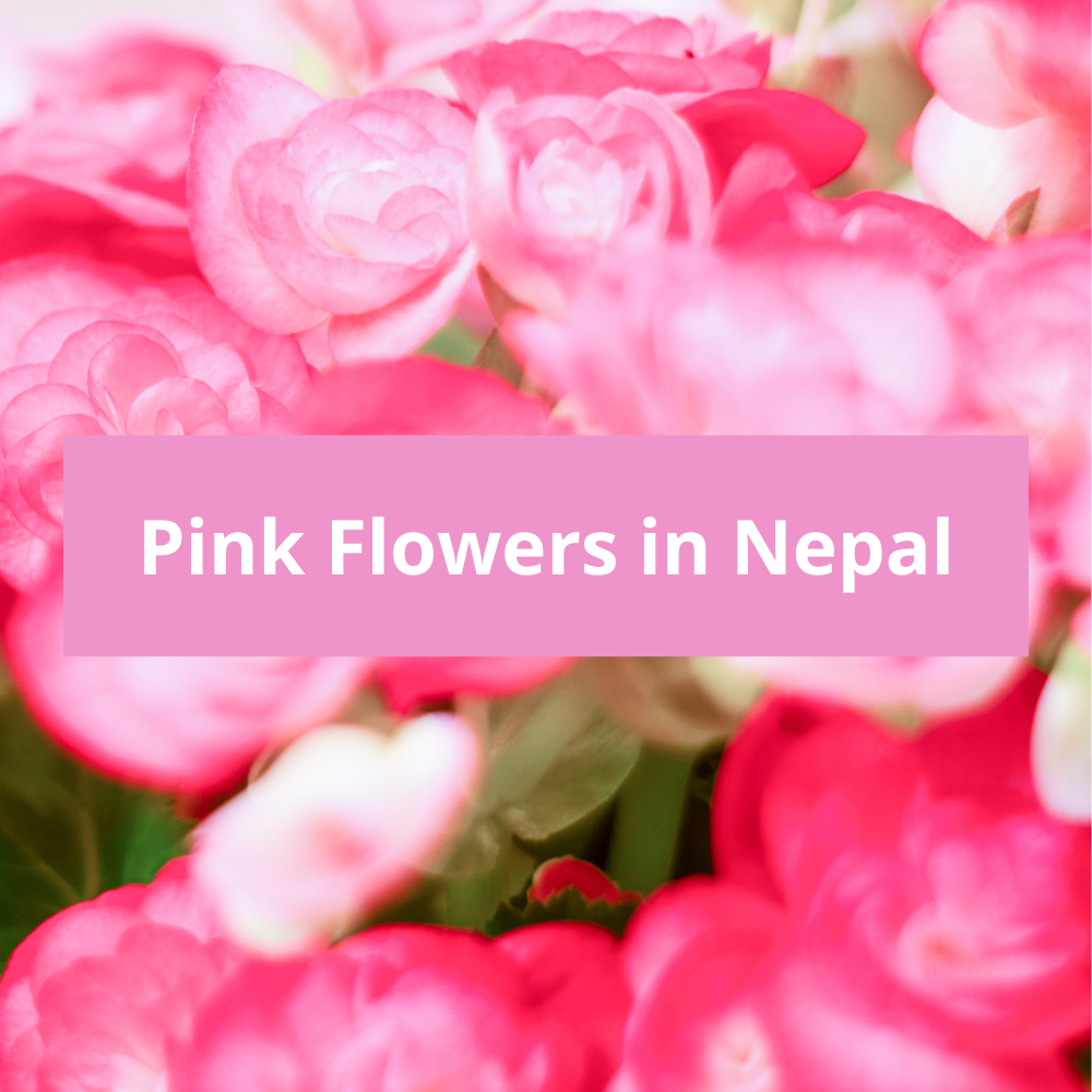 Pink-Flowers-in-Nepal