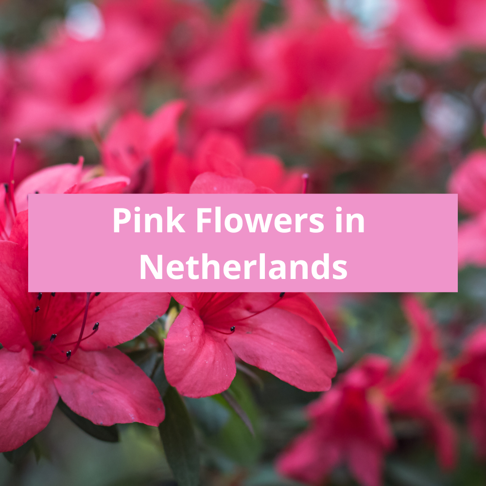 Pink-Flowers-in-Netherlands