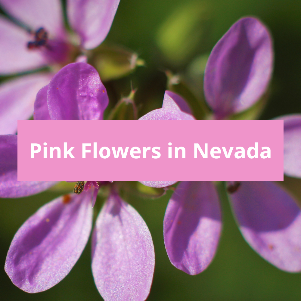 Pink-Flowers-in-Nevada