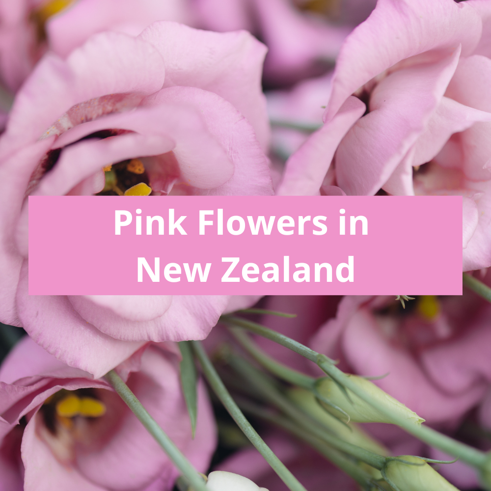 Pink-Flowers-in-New-Zealand
