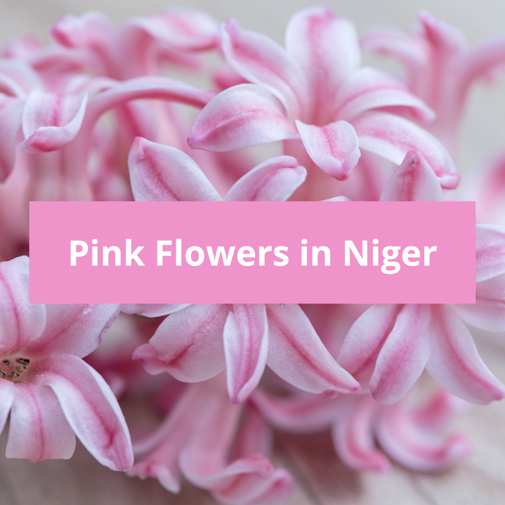 Pink-Flowers-in-Niger