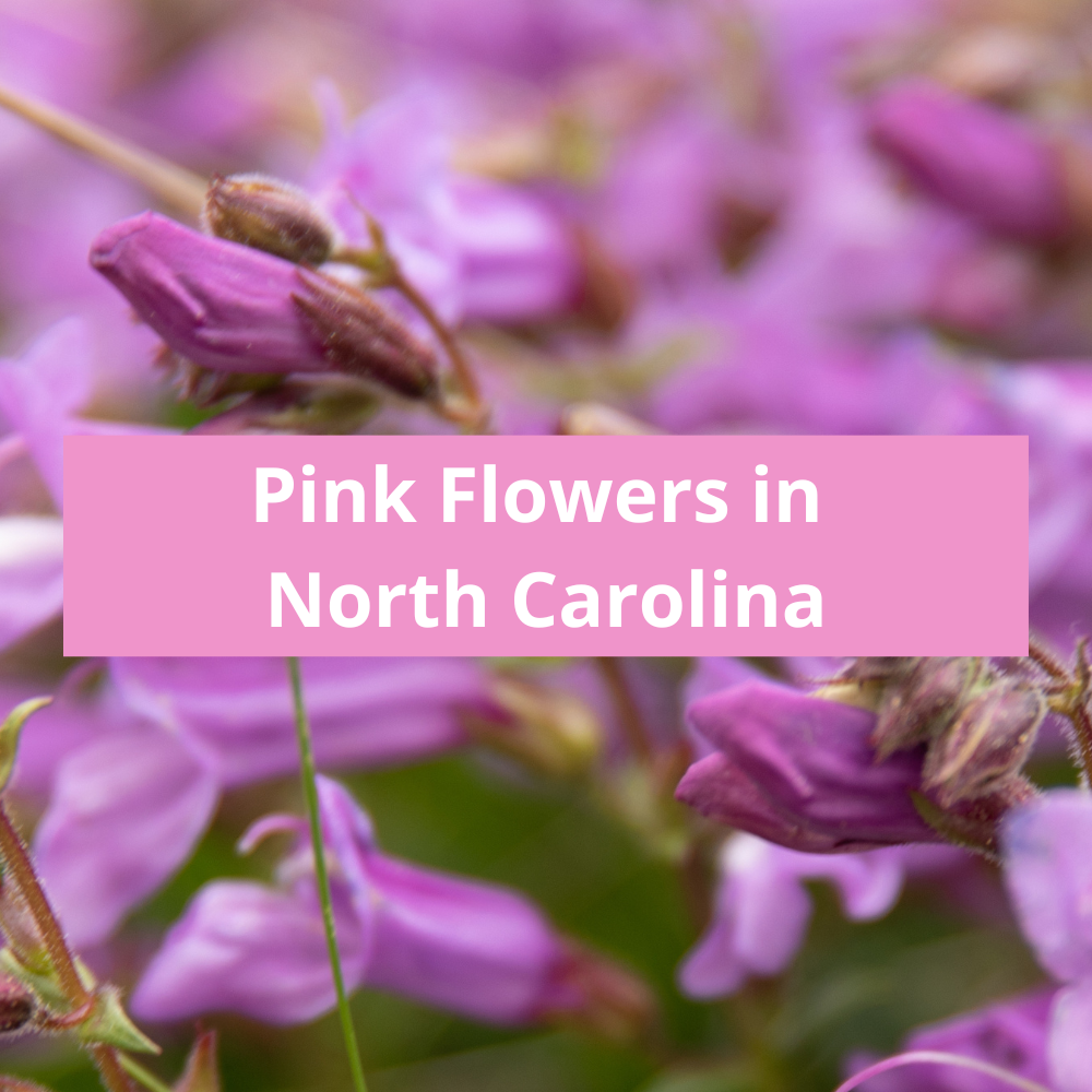 Pink-Flowers-in-North-Carolina