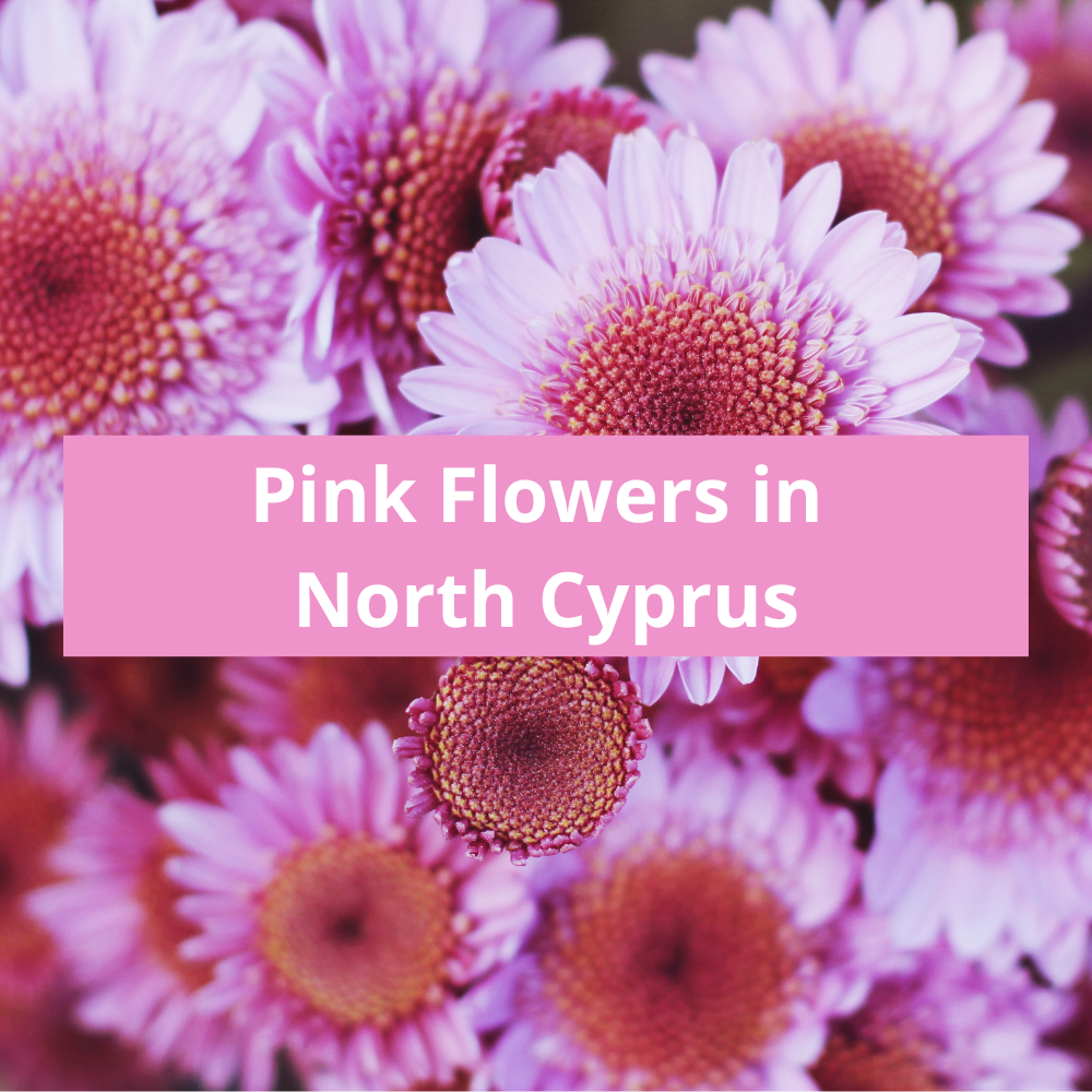 Pink-Flowers-in-North-Cyprus