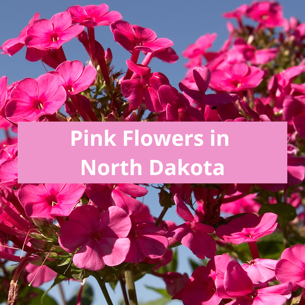 Pink-Flowers-in-North-Dakota