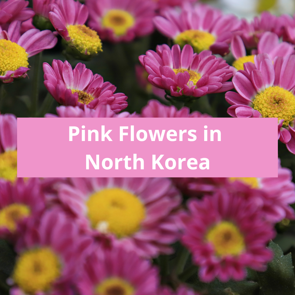 Pink-Flowers-in-North-Korea