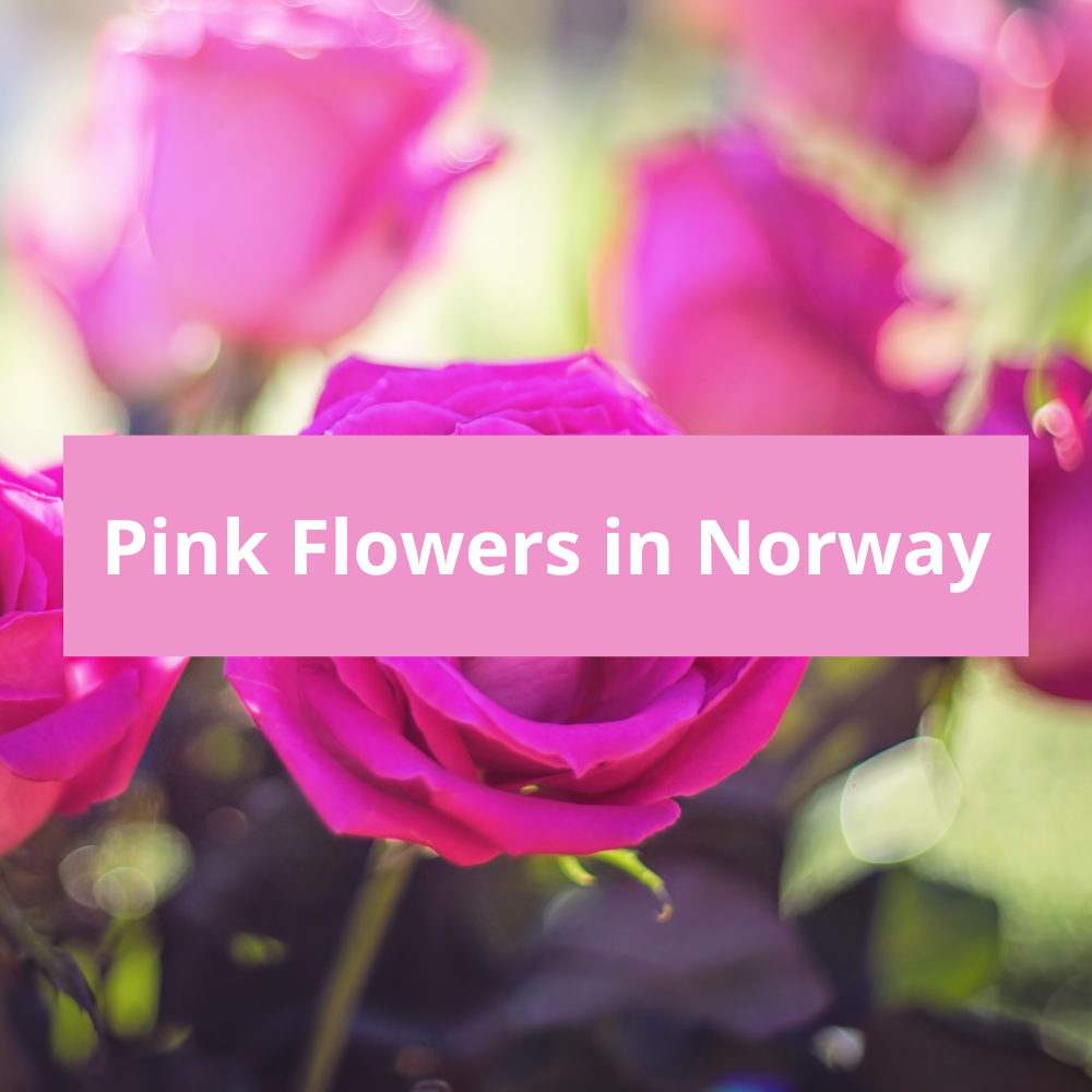 Pink-Flowers-in-Norway