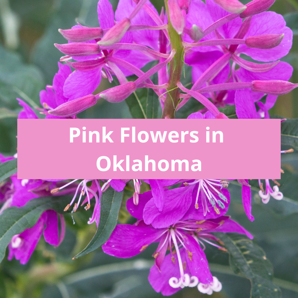Pink-Flowers-in-Oklahoma