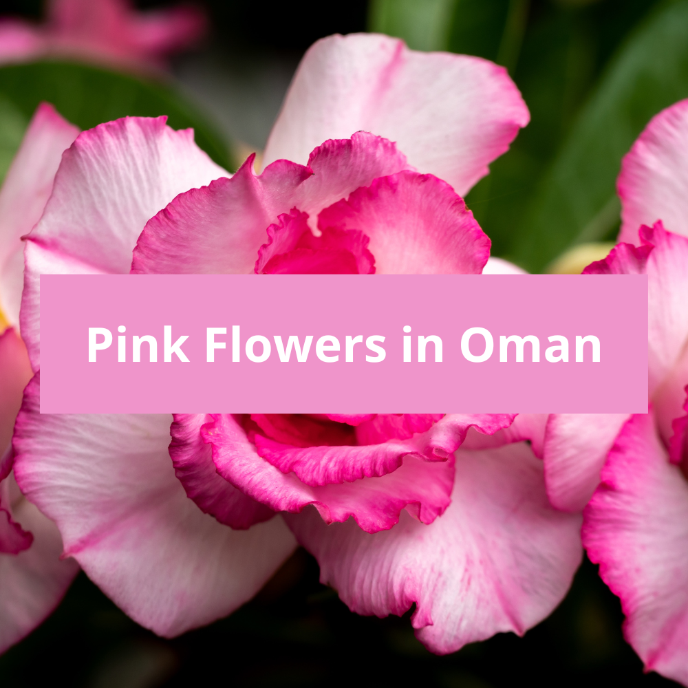 Pink-Flowers-in-Oman