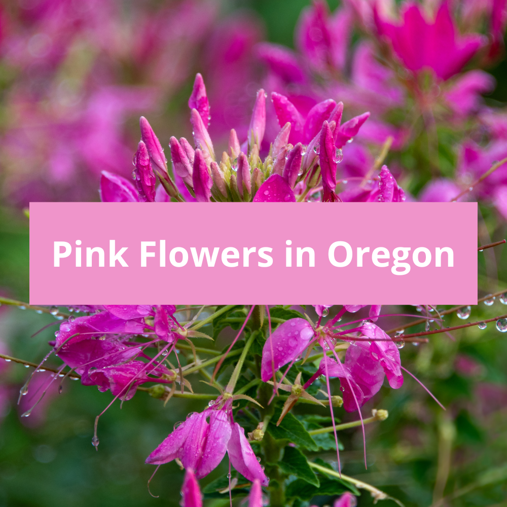 Pink-Flowers-in-Oregon