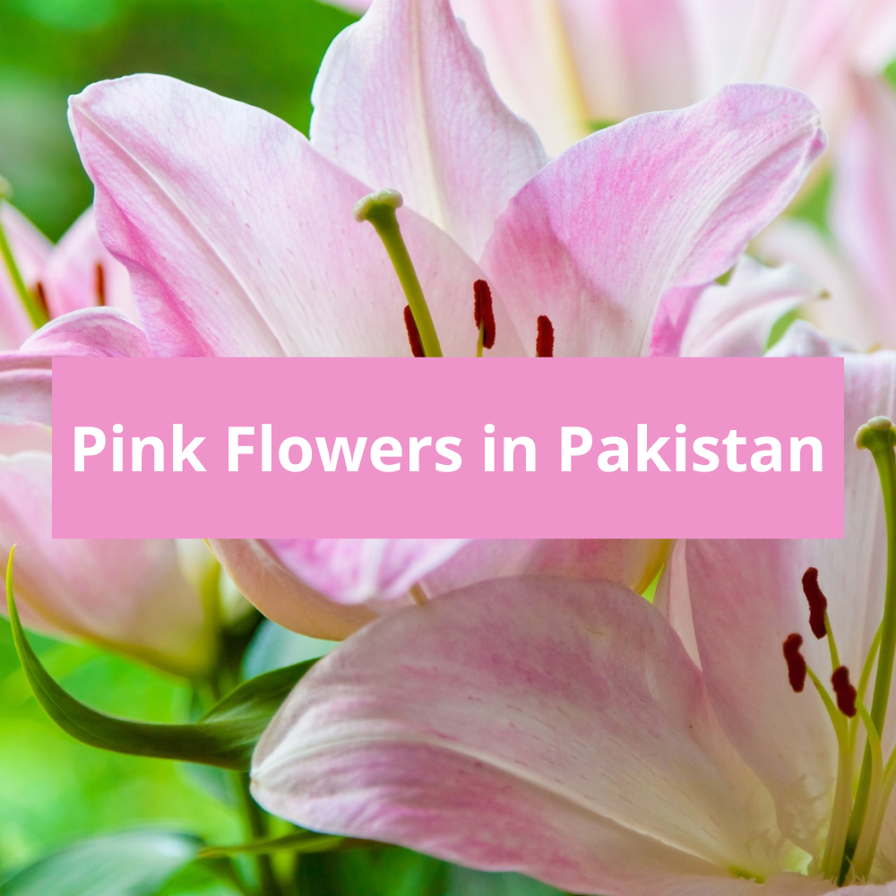 Pink-Flowers-in-Pakistan