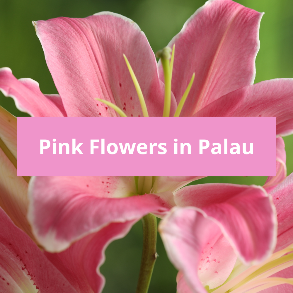 Pink-Flowers-in-Palau