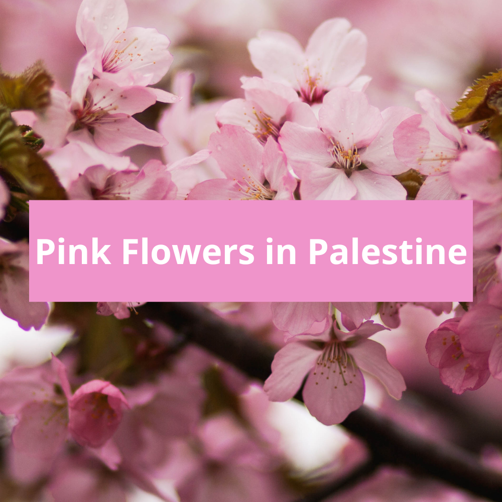 Pink-Flowers-in-Palestine