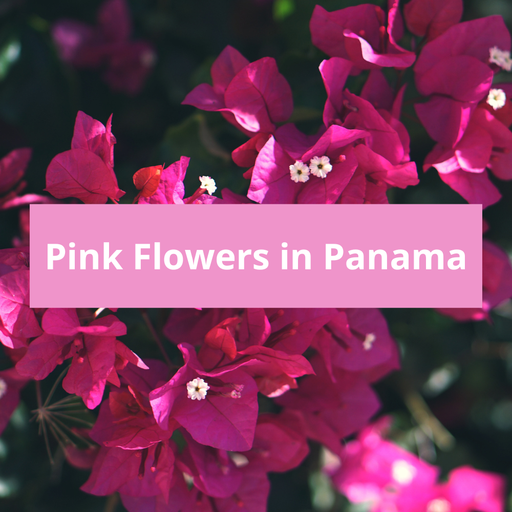 Pink-Flowers-in-Panama