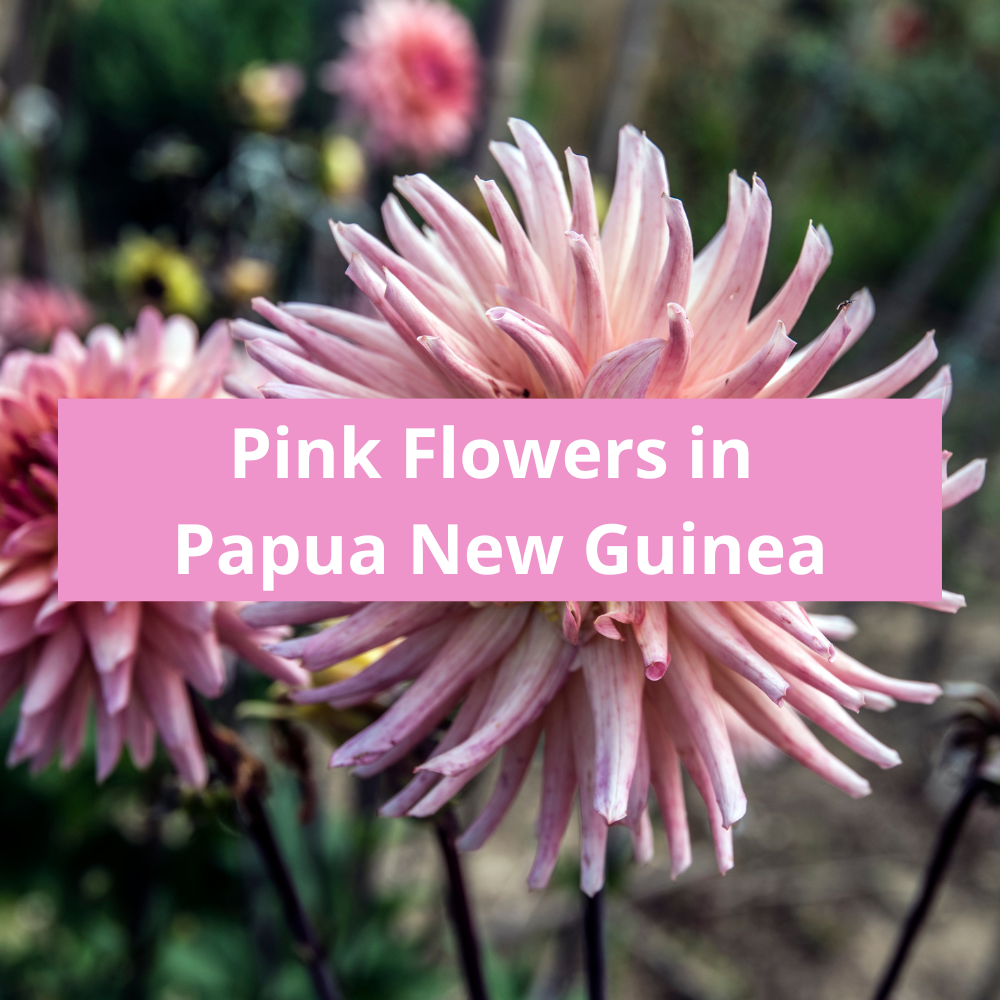 Pink-Flowers-in-Papua-New-Guinea