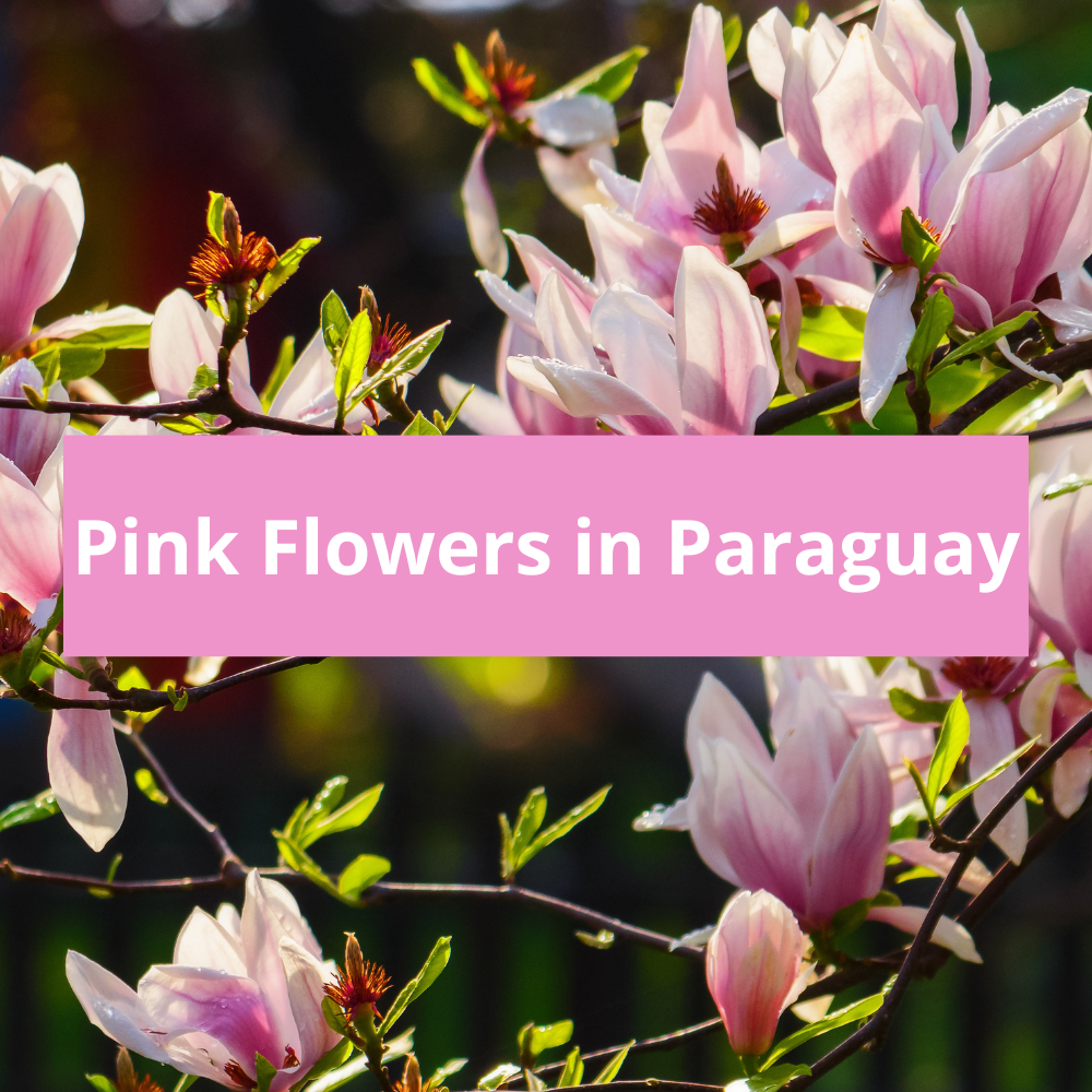 Pink-Flowers-in-Paraguay
