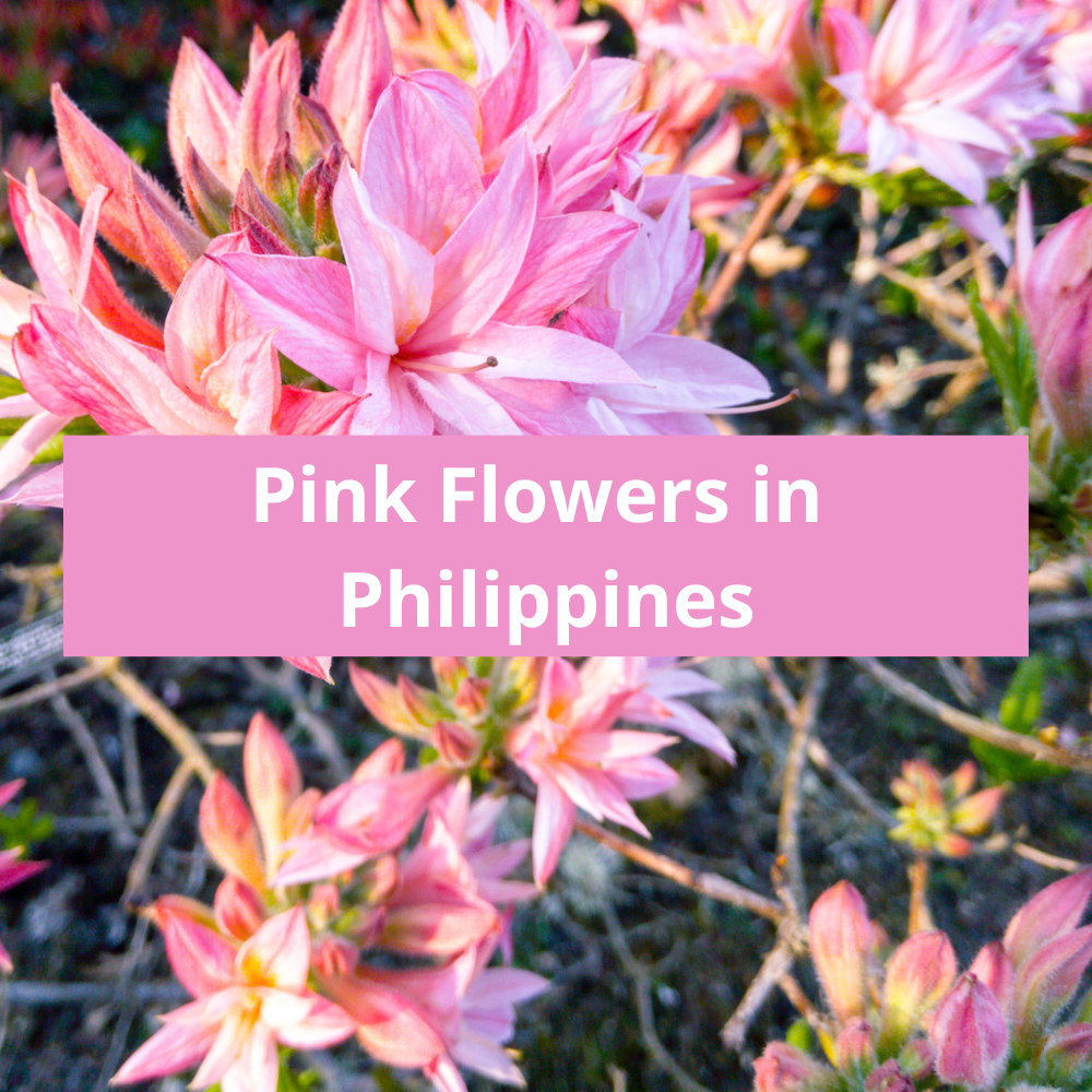 Pink-Flowers-in-Philippines