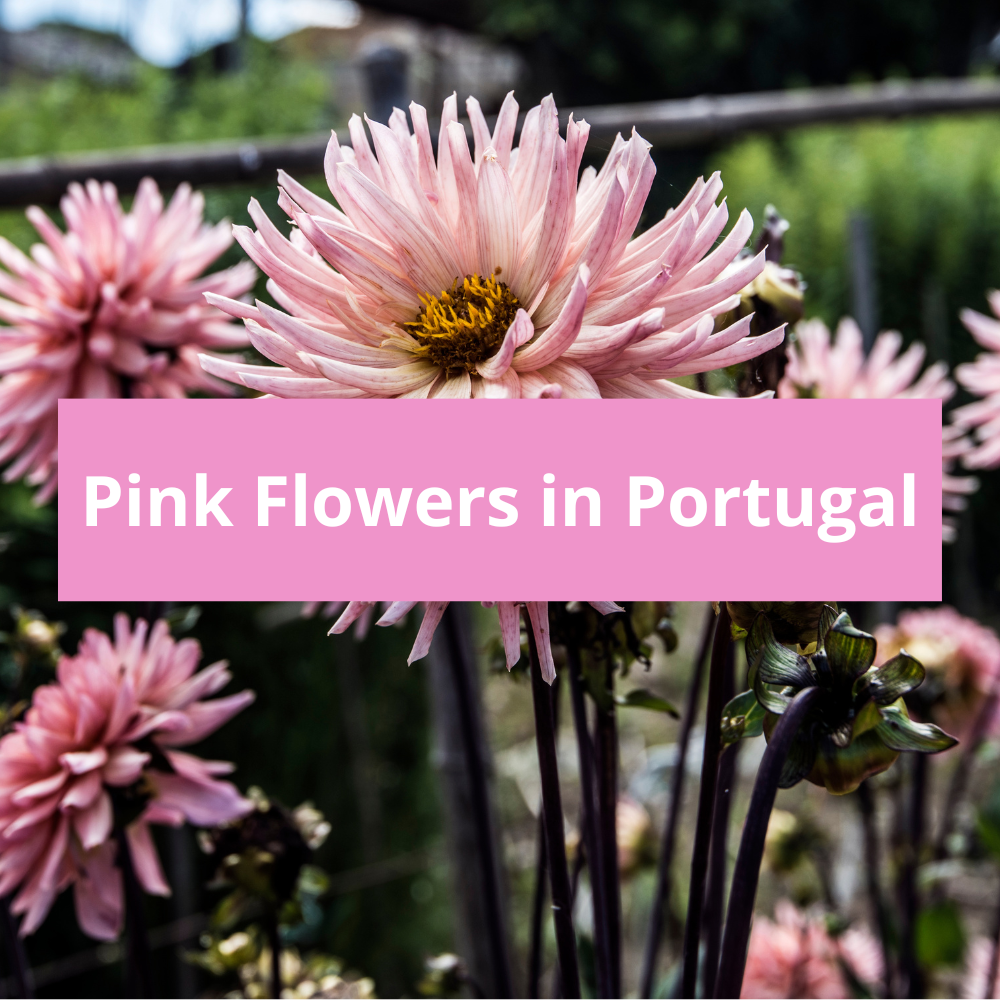 Pink-Flowers-in-Portugal