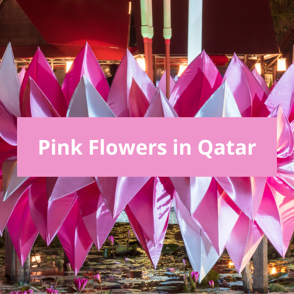 Pink-Flowers-in-Qatar