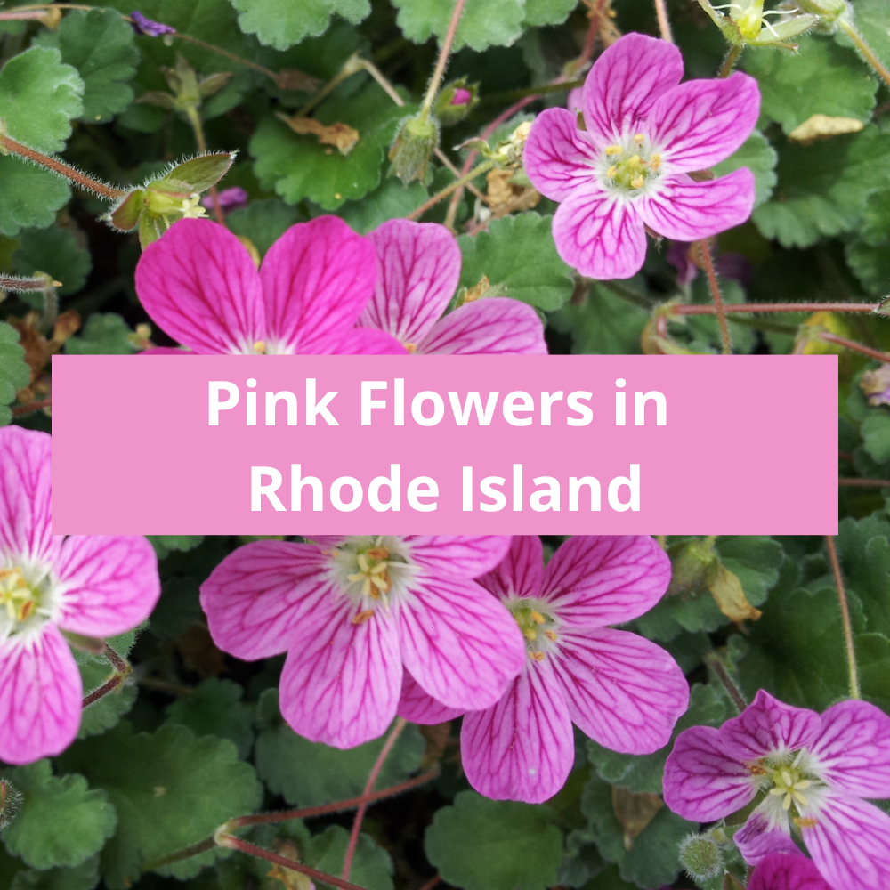 Pink-Flowers-in-Rhode-Island