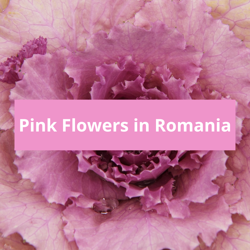 Pink-Flowers-in-Romania
