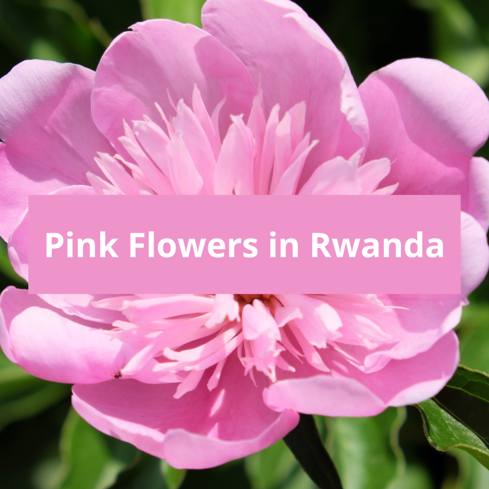 Pink-Flowers-in-Rwanda