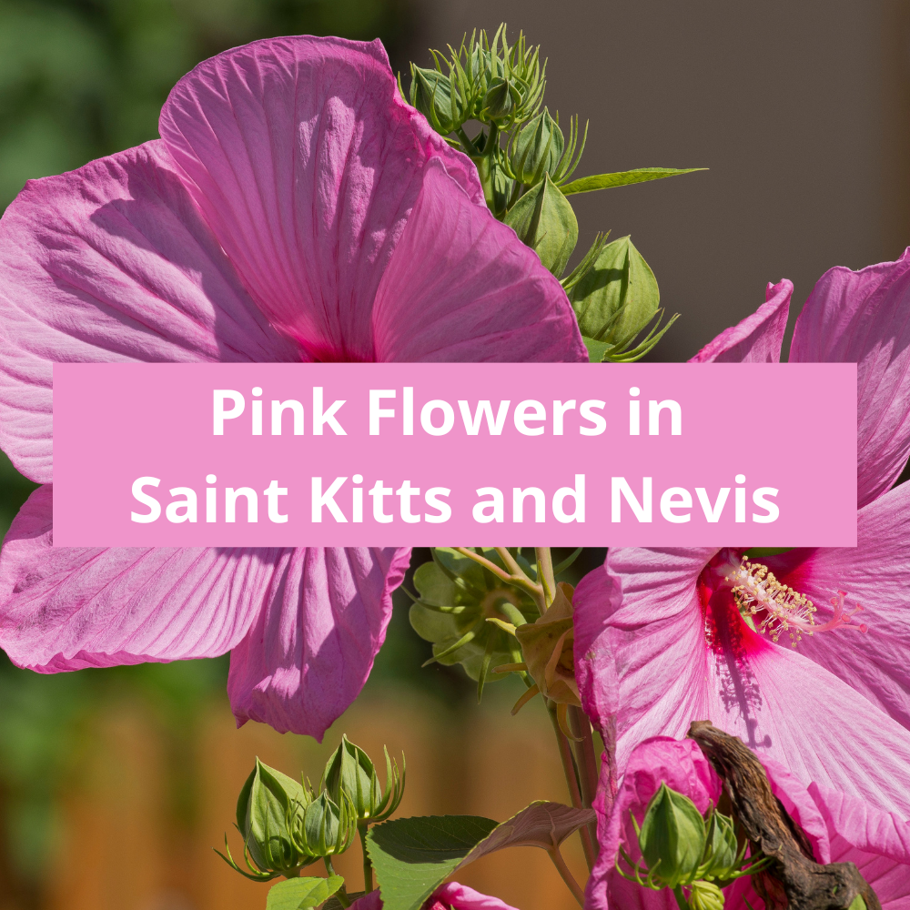 Pink-Flowers-in-Saint-Kitts-and-Nevis
