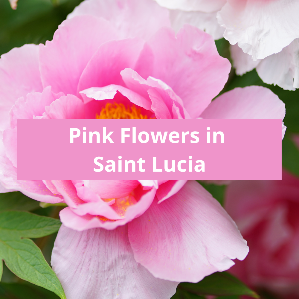 Pink-Flowers-in-Saint-Lucia