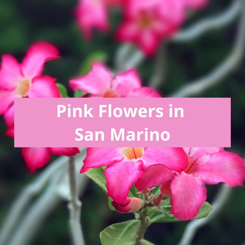 Pink-Flowers-in-San-Marino