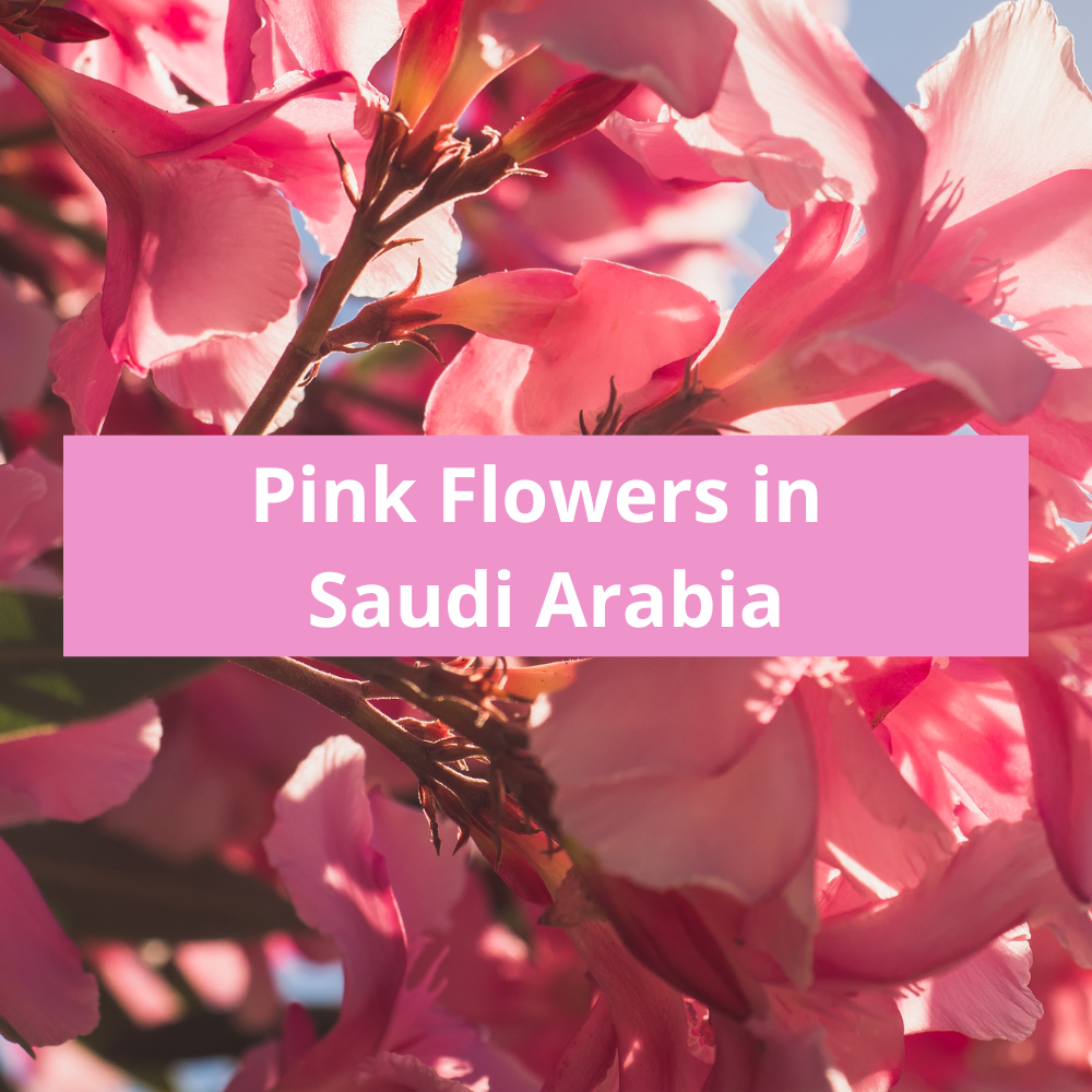 Pink-Flowers-in-Saudi-Arabia