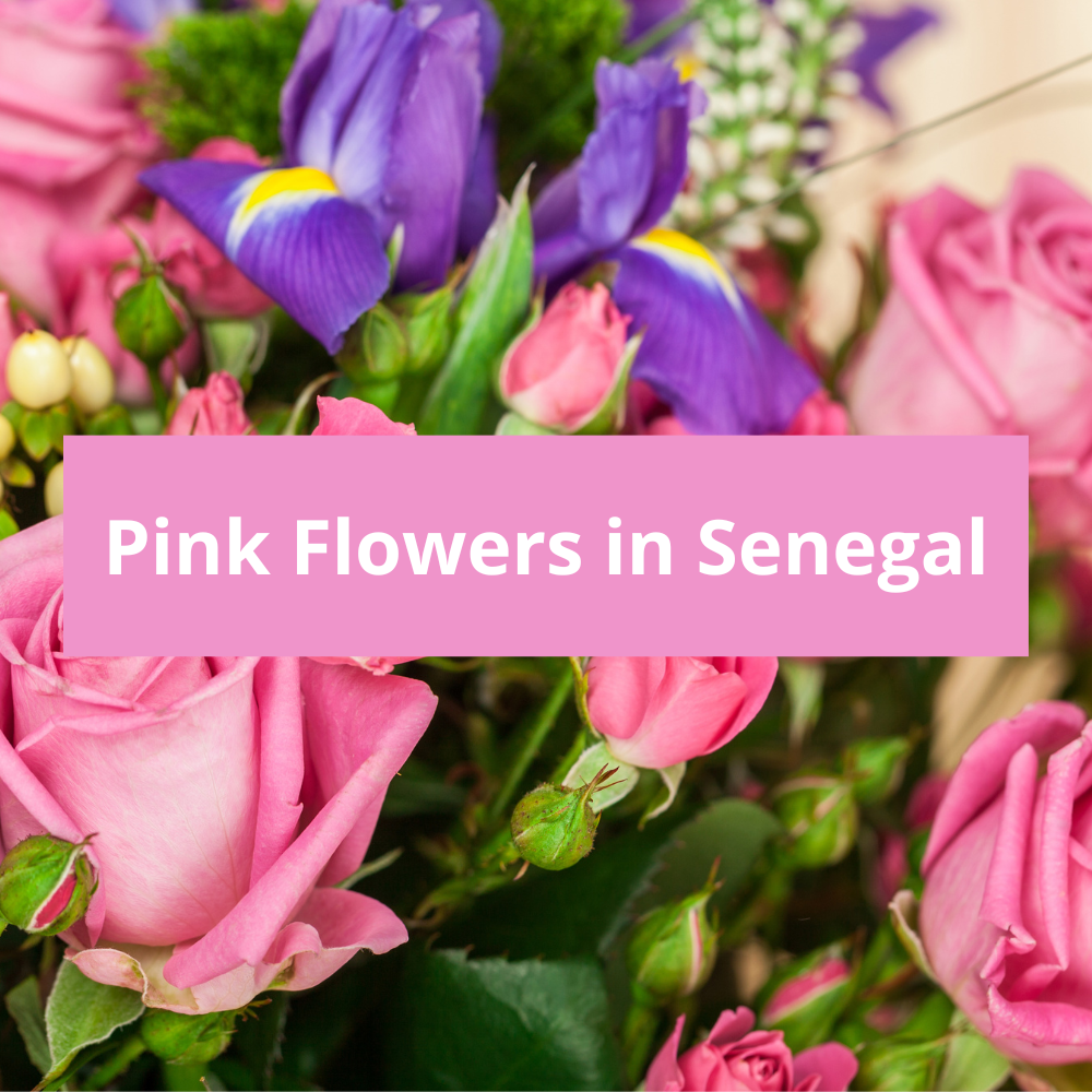 Pink-Flowers-in-Senegal