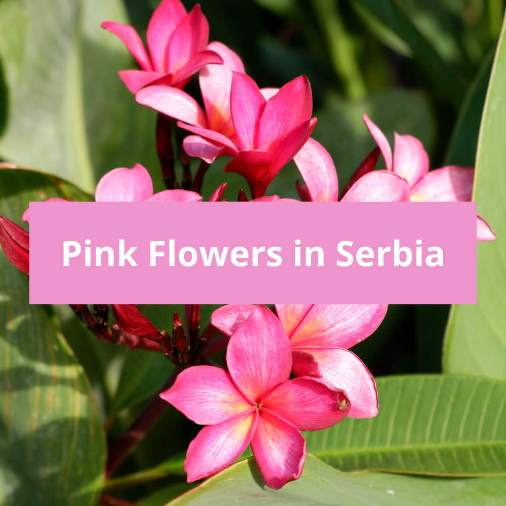 Pink-Flowers-in-Serbia