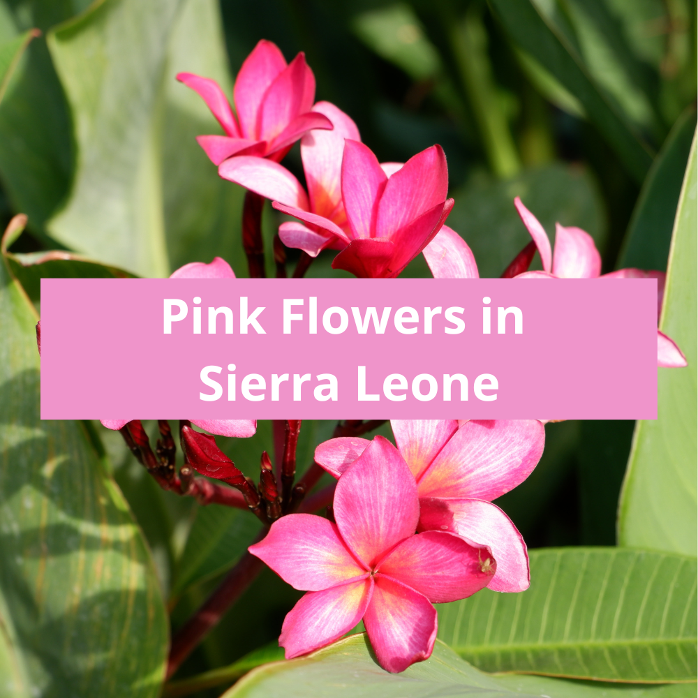 Pink-Flowers-in-Sierra-Leone