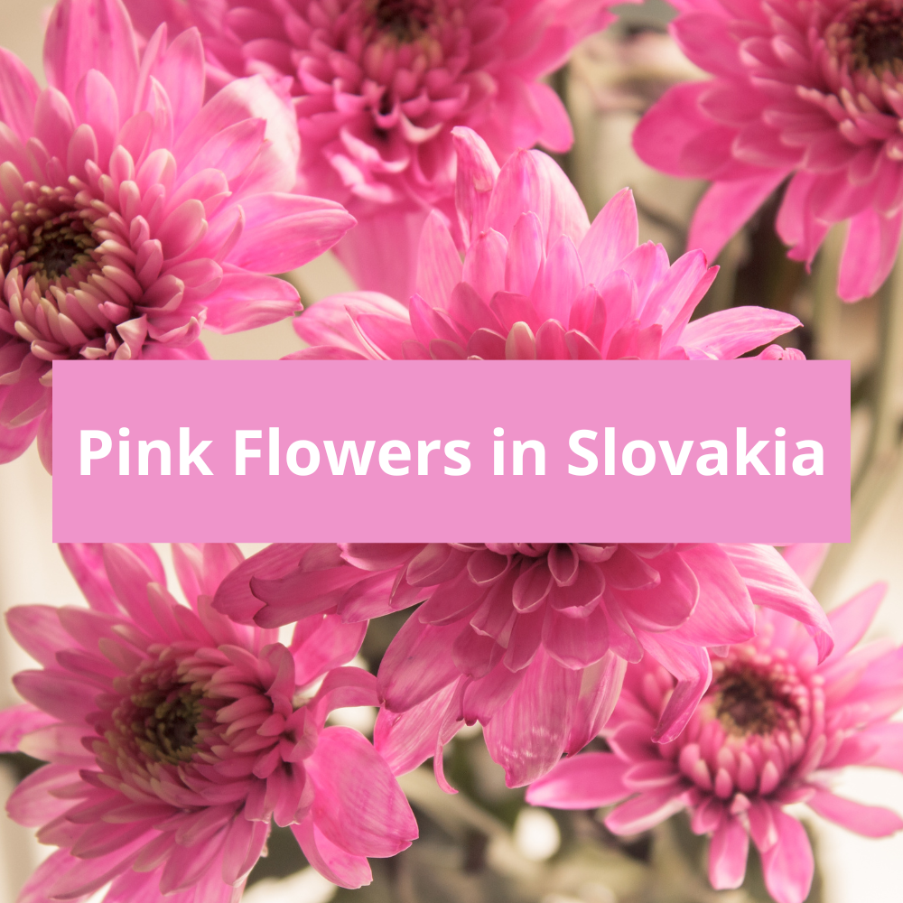 Pink-Flowers-in-Slovakia