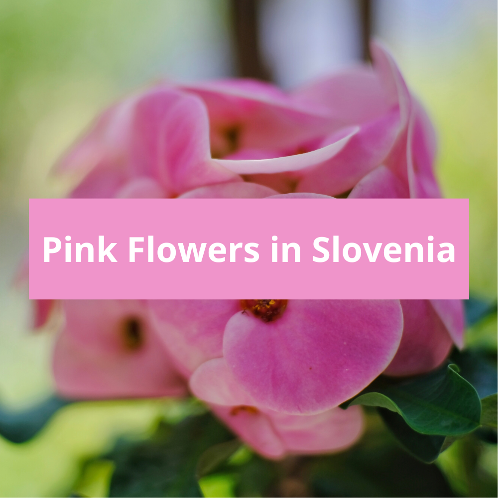 Pink-Flowers-in-Slovenia