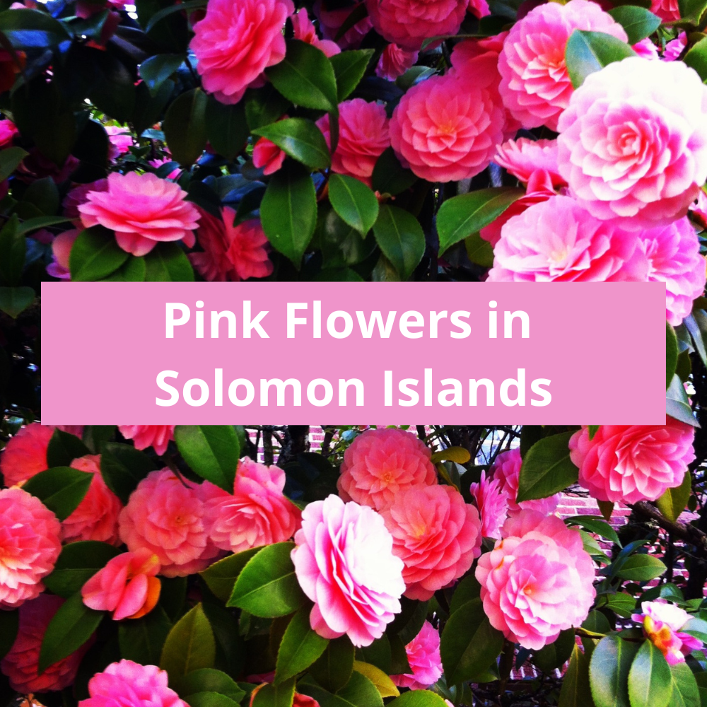Pink-Flowers-in-Solomon-Islands