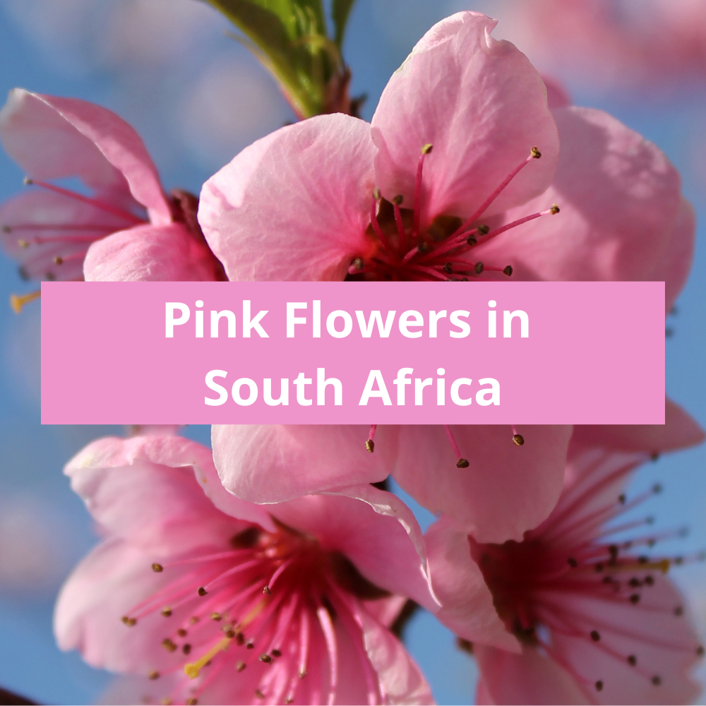 Pink-Flowers-in-South-Africa