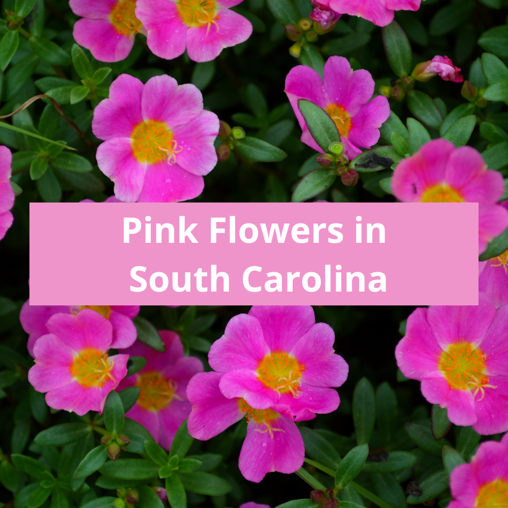 Pink-Flowers-in-South-Carolina