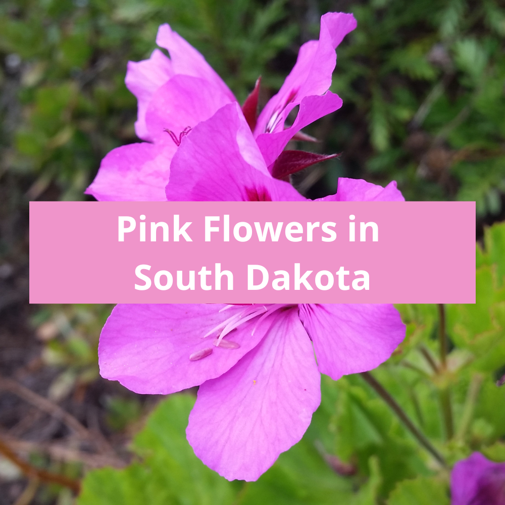 Pink-Flowers-in-South-Dakota