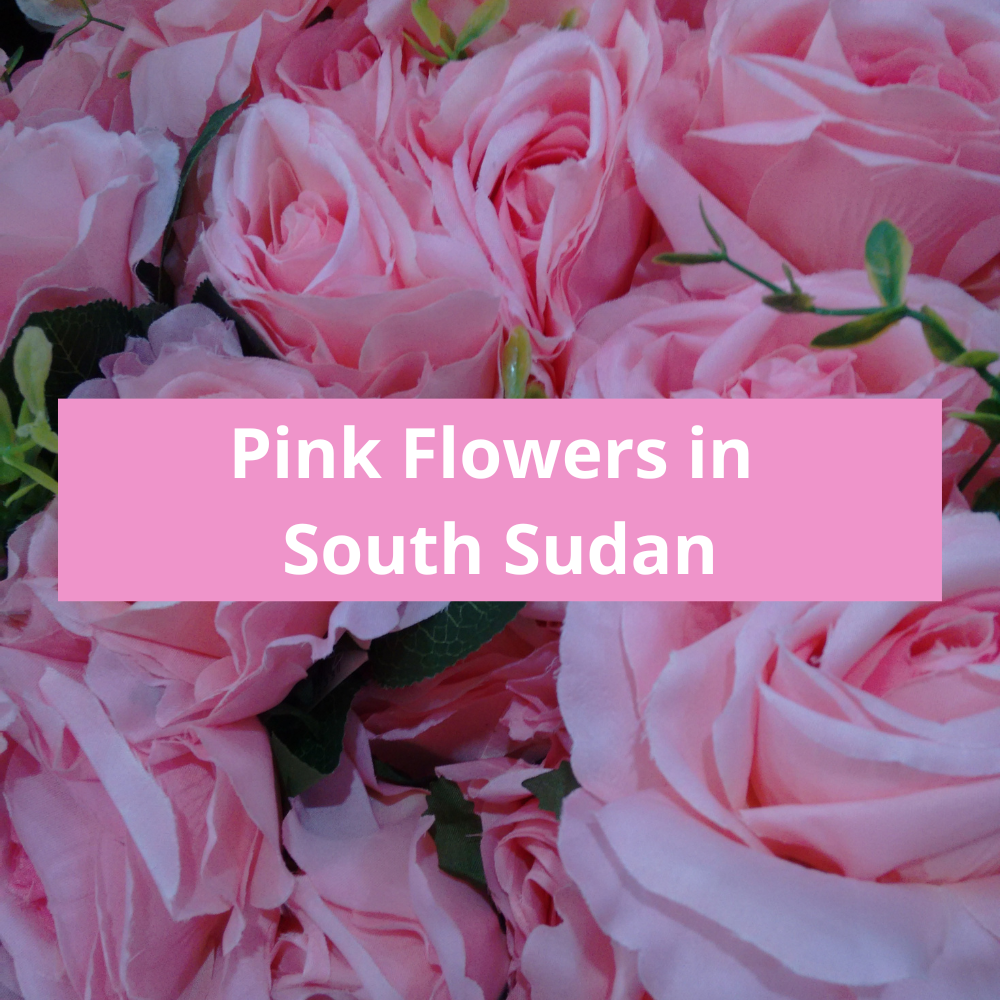 Pink-Flowers-in-South-Sudan