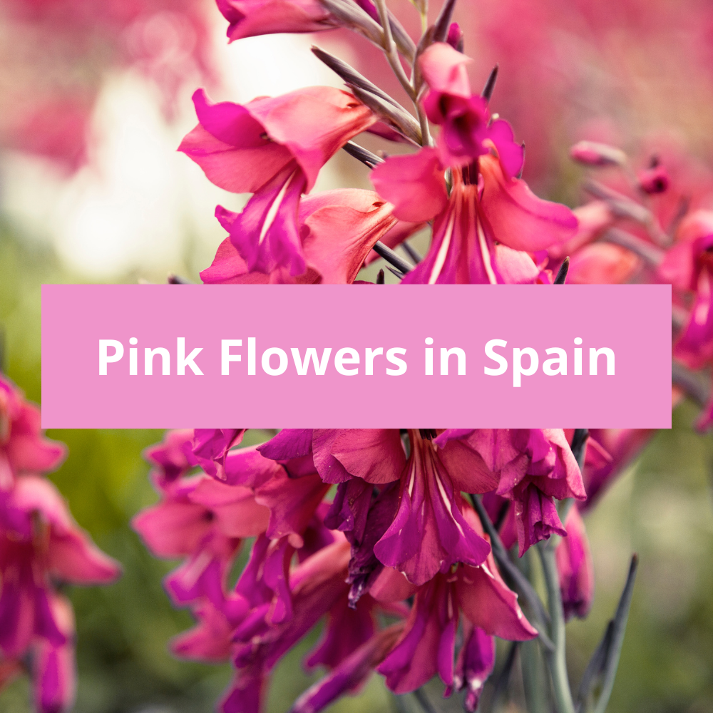 Pink-Flowers-in-Spain