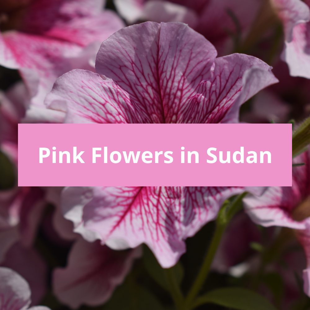 Pink-Flowers-in-Sudan