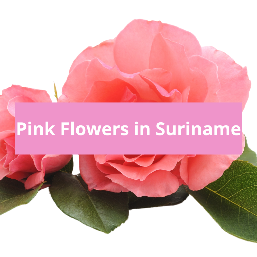 Pink-Flowers-in-Suriname