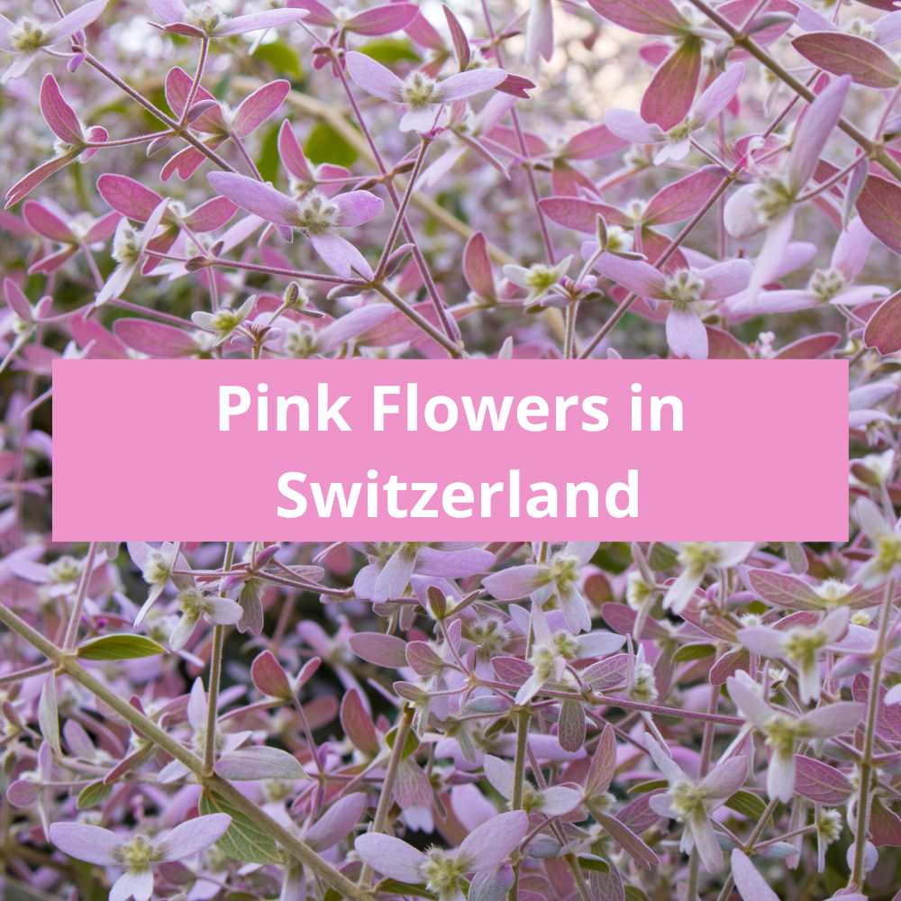 Pink-Flowers-in-Switzerland