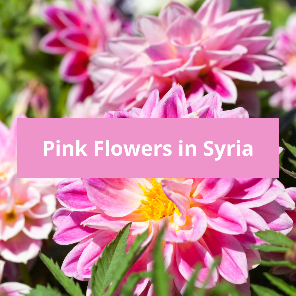 Pink-Flowers-in-Syria