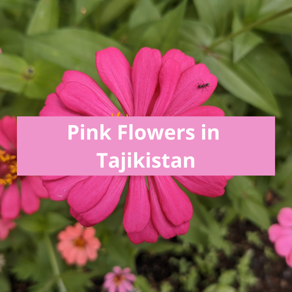 Pink-Flowers-in-Tajikistan