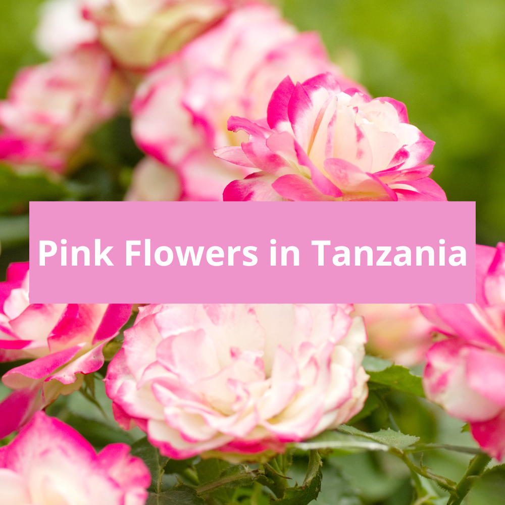 Pink-Flowers-in-Tanzania
