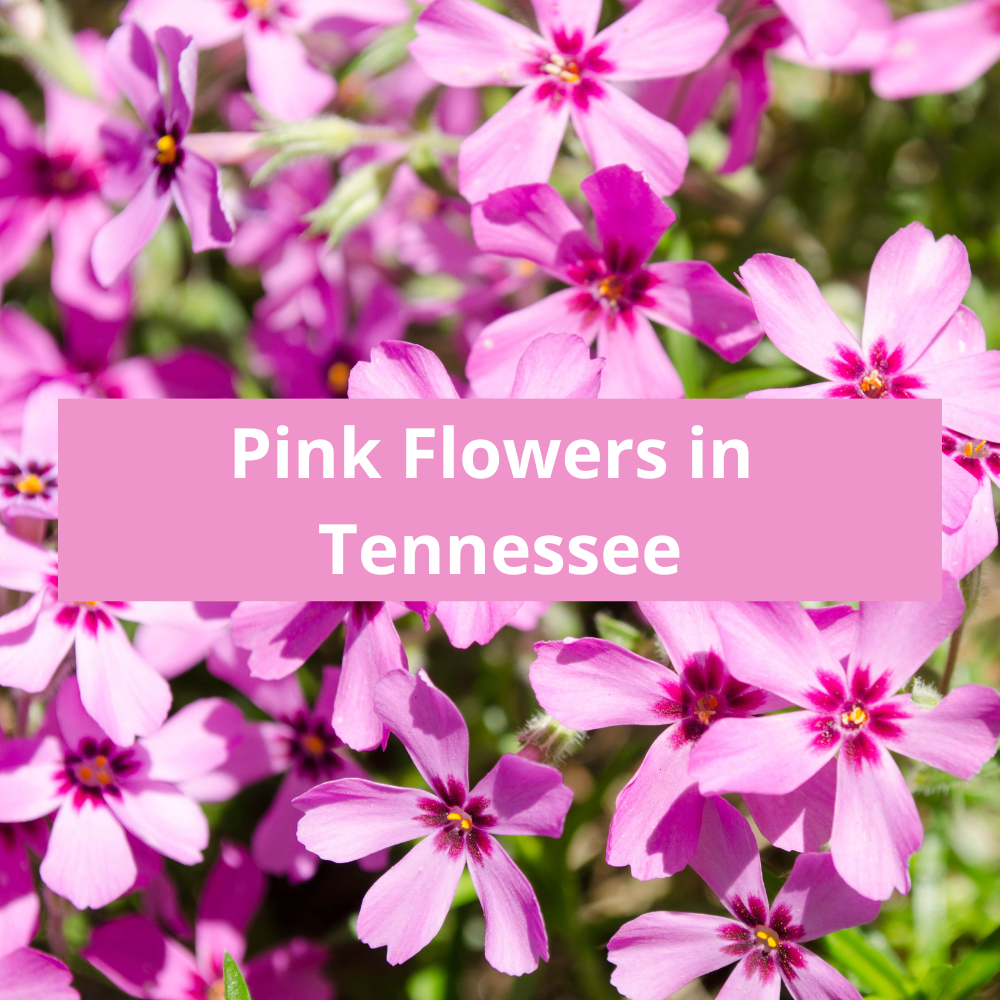 Pink-Flowers-in-Tennessee