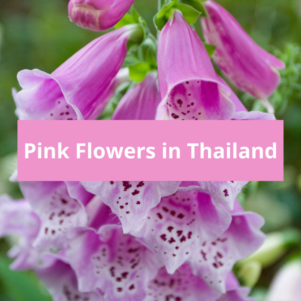 Pink-Flowers-in-Thailand